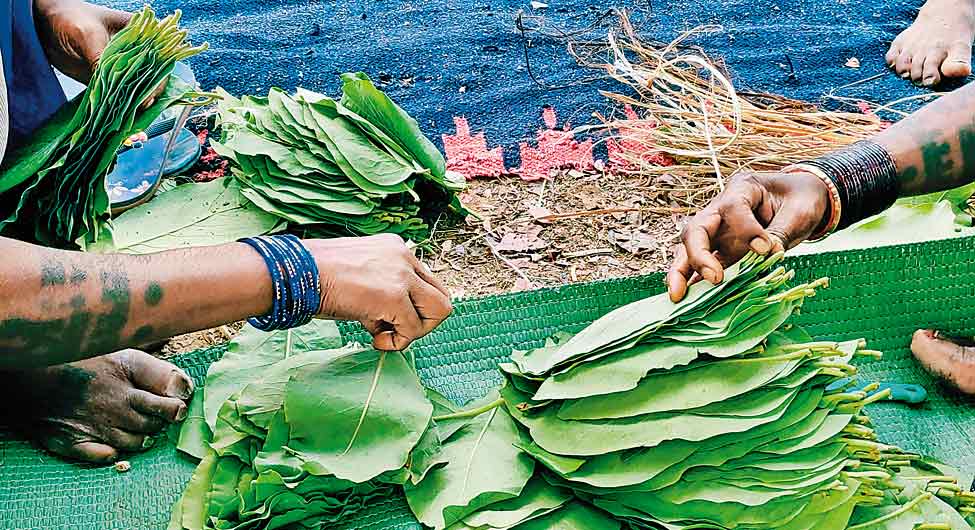 अगर यह कोल ब्लॉक खुलता है, तो पूरा गांव न सिर्फ विस्थापित होगा बल्कि तेंदूपत्ता बीनने का रोजगार भी संकट में पड़ जाएगा